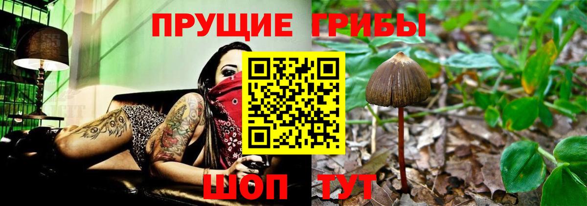 Галлюциногенные грибы GOLDEN TEACHER  Вход с VPN  Псилоцибиновые грибы Psilocybine cubensis  Кудрово 